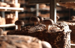 Việt Nam đi là ghiền - Mùa 4 - Tập 35: Khám phá "Vương quốc nấm" tại Lạc Dương