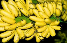 Khắc phục bệnh héo vàng, chuối Việt nỗ lực xuất khẩu chạm mốc 1 tỷ USD