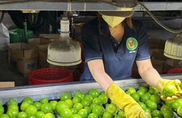 Xuất khẩu rau quả năm 2025 đạt kỷ lục 8,5 tỷ USD, cao nhất từ trước đến nay