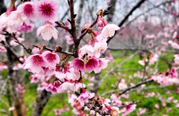 Điện Biên: Lễ hội Hoa anh đào xã Mường Phăng diễn ra từ ngày 9-11/1/2026