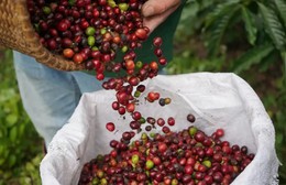 Hôm nay (8/12): Giá hồ tiêu tăng nhẹ