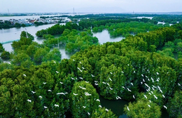 Khám phá hệ sinh thái đầm Thị Nại qua khóa học nhiếp ảnh tư liệu miễn phí