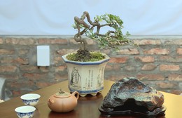 Không gian nghệ thuật Bonsai & Suiseki giữa những ngày giáp Tết