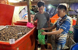 Triệt phá đường dây ngâm thịt ốc bằng hóa chất công nghiệp quy mô lớn