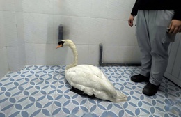 Công an phường Sài Gòn giải cứu thiên nga thành công