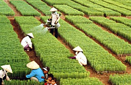 Ngành nông nghiệp và môi trường đặt mục tiêu xuất khẩu gần 74 tỷ USD năm 2026