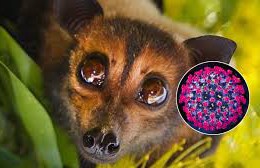 Virus Nipah "tái xuất" tại Ấn Độ: Tỷ lệ tử vong cao, các nước châu Á cấp tốc siết chặt kiểm dịch