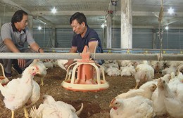 Ngành chăn nuôi ứng dụng công nghệ cao vào sản xuất