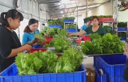 Đảm bảo nguồn cung rau dịp Tết