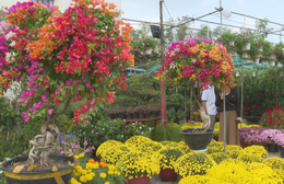 Thị trường hoa kiểng Tết 2026 sôi động từ sớm