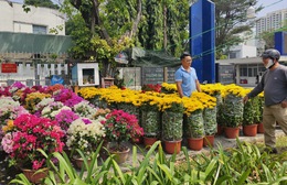 Mùa hoa Tết tại TP.Hồ Chí Minh: đa dạng mẫu mã, giá từ 70 nghìn đồng
