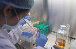 Ấn Độ: Thử nghiệm lần cuối vaccine phòng sốt xuất huyết tiêm một liều duy nhất