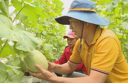 Dưa lưới bước vào mùa thu hoạch rộn ràng phục vụ thị trường Tết