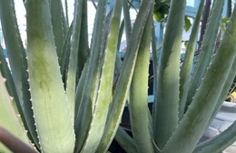 Liệu pháp điều trị Alzheimer mới từ hợp chất trong cây nha đam