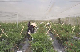 Startup trẻ nông nghiệp công nghệ cao tìm hướng đi mới cho kinh tế đô thị