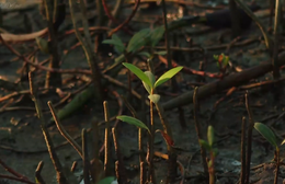 Cùng HTV Hành động xanh 2026 - Tập 1: Bảo vệ "lá chắn xanh" nơi đầu sóng