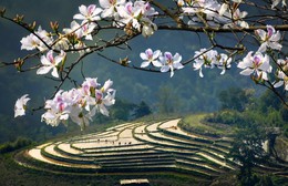 Điện Biên rộn ràng các hoạt động tại Lễ hội Hoa ban 2026