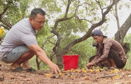 Giá hạt điều cao kỉ lục trên thị trường, tạo động lực cho nông dân