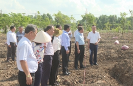 TP. Hồ Chí Minh sẽ trồng thêm 500 cây xanh tại xã Bình Lợi