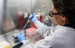 Argentina: Điều tra nguồn gốc ổ dịch virus Hanta