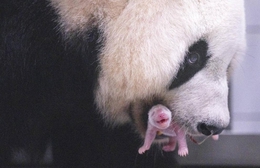 Nhà Bao đón thêm công chúa nhỏ, cộng đồng yêu gấu trúc rộn ràng chúc mừng