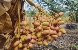 Chàng kỹ sư IT Singapore về miền Tây khởi nghiệp chà là