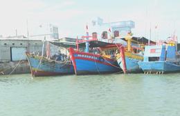 TP. Hồ Chí Minh quyết liệt gỡ “thẻ vàng” IUU