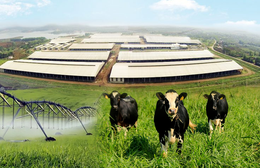 Những điểm nhấn làm nên chất lượng hàng đầu của sữa tươi sạch TH true MILK