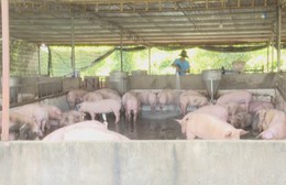 Xã Xuân Sơn khẩn trương khống chế dịch tả heo châu Phi