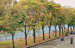 TP. Hồ Chí Minh: Giới trẻ rủ nhau săn lá vàng trên con đường ven kênh