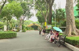 Bảo tồn những cây cổ thụ di sản giữa lòng TP. Hồ Chí Minh