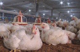 Kiểm soát mật độ chăn nuôi, hướng đến chăn nuôi bền vững