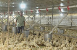 Đưa công nghệ vào chuồng trại, nâng hiệu quả chăn nuôi