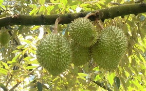 Cùng HTV Hành động xanh 2025 - Tập 19: Bộ sản phẩm tuần hoàn từ các phế phẩm sầu riêng