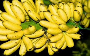 Khắc phục bệnh héo vàng, chuối Việt nỗ lực xuất khẩu chạm mốc 1 tỷ USD