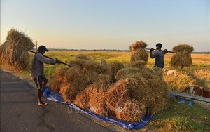 Gạo Ấn Độ từng bước mở rộng thị trường