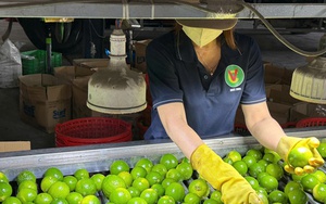 Xuất khẩu rau quả năm 2025 đạt kỷ lục 8,5 tỷ USD, cao nhất từ trước đến nay