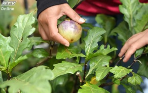 Việt Nam đi là ghiền - Mùa 4 - Tập 34: Đến Lạc Dương hái cà đắng, nấu cơm ngon cùng đồng bào K'Ho