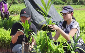Lan tỏa giá trị kinh tế từ cây cau Quảng Ngãi