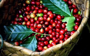 Giá cà phê tiếp tục tăng