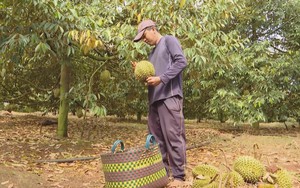 Sầu riêng, nhãn xuồng cơm vàng “được mùa, mất giá": Nhà vườn khó khăn