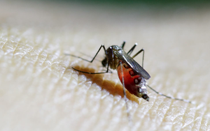 Hơn 7.000 người bị nhiễm virus Chikungunya tại Trung Quốc