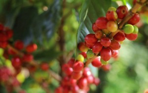 Giá cà phê tăng mạnh
