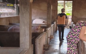 TP.HCM: Thêm 2 ổ dịch tả heo Châu Phi tại Long Hải và Xuân Sơn