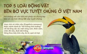 NewZgraphic: 5 loài động vật quý hiếm trong Sách Đỏ báu vật thiên nhiên cần được bảo vệ