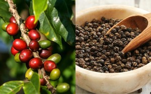 Giá cà phê và hồ tiêu neo ở mức cao, lúa gạo ổn định