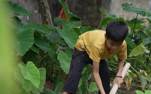 Nhật Đình: Cậu bé tự đào khoai ăn qua ngày, ước lớn nhanh để cứu cha