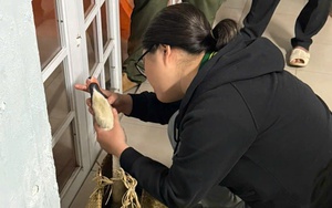 Công an phường Sài Gòn, TP.Hồ Chí Minh giải cứu thiên nga thành công