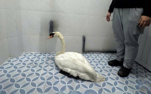 Công an phường Sài Gòn giải cứu thiên nga thành công