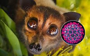 Virus Nipah "tái xuất" tại Ấn Độ: Tỷ lệ tử vong cao, các nước châu Á cấp tốc siết chặt kiểm dịch